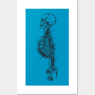 Skeleton anatomy Posters and Art